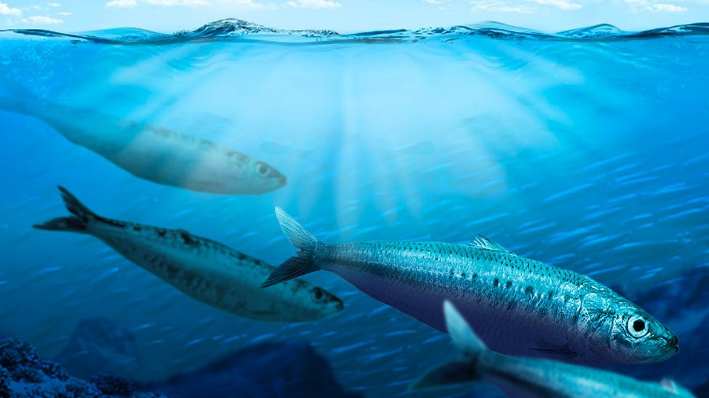 rough otto sardines 4.jpg - OTTO | Virginie
